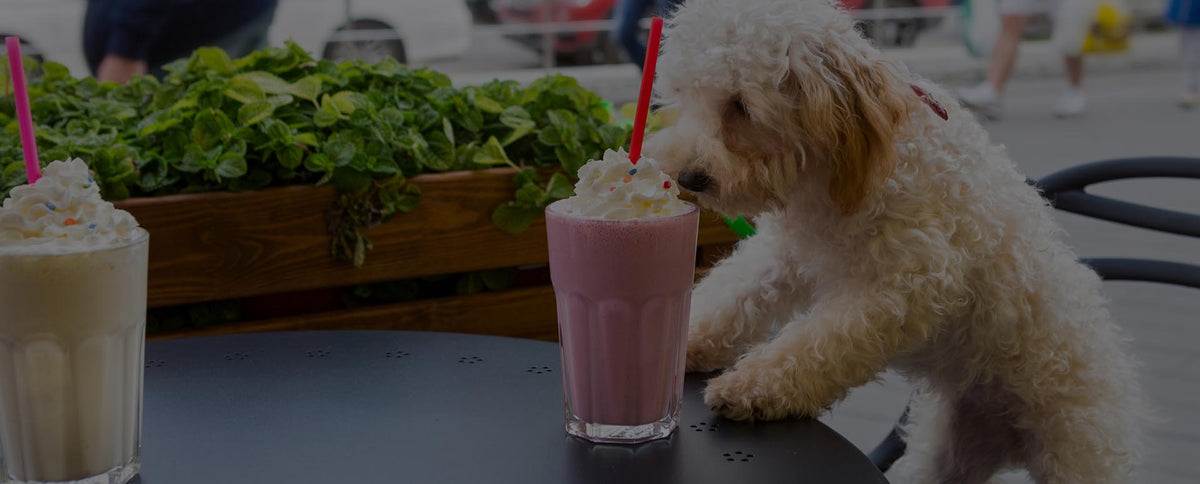 6 tips to make the dog days of summer the doggone best time around ...